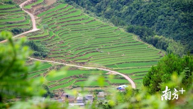 黑山村梯田。記者黃津 攝