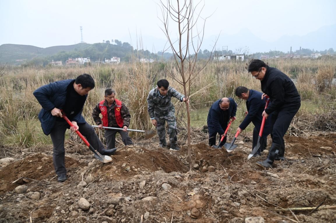 兵“林”城下 退役軍人走在綠美清遠生態(tài)建設“第一方陣”，萬株新苗筑牢粵北生態(tài)屏障